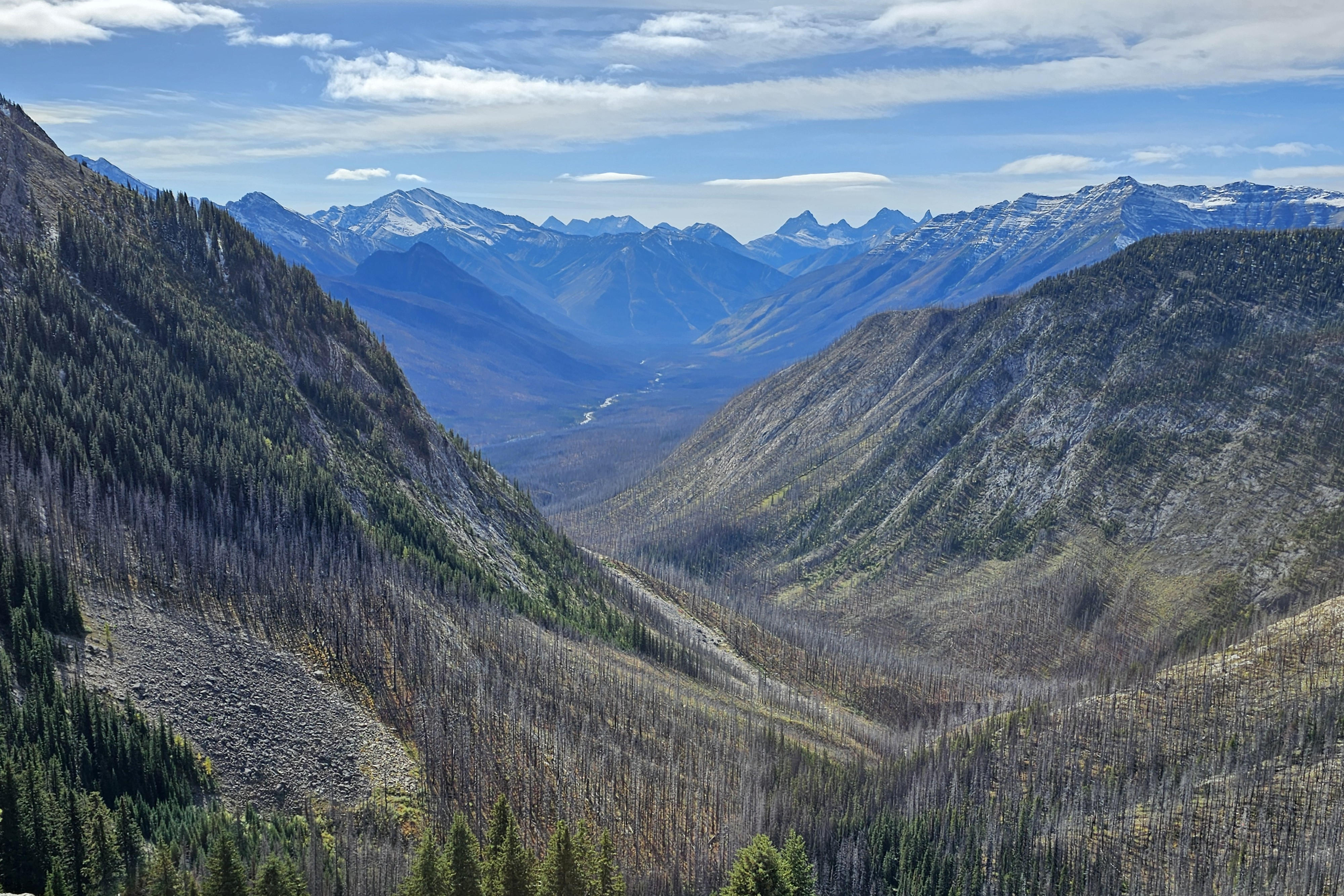 Sunshine Meadows